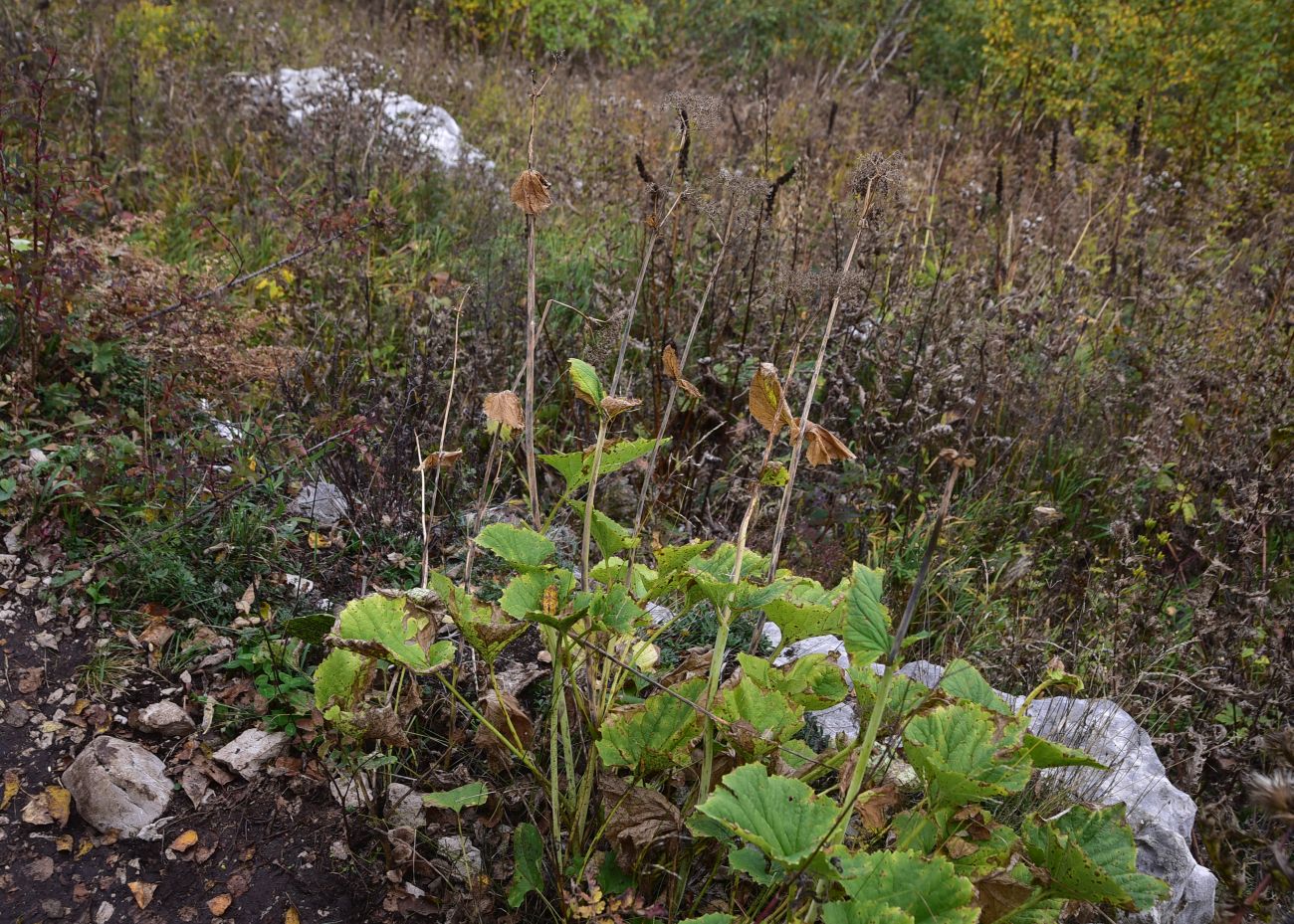 Изображение особи Valeriana tiliifolia.