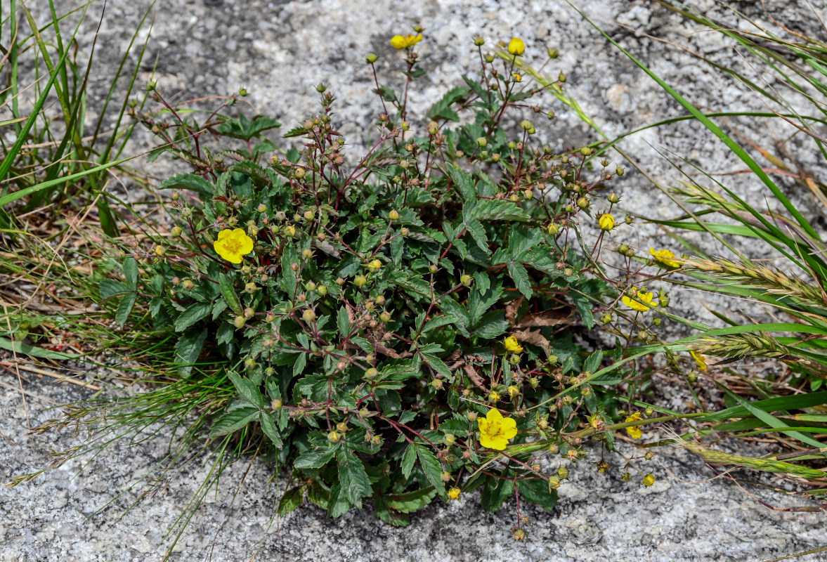 Изображение особи Potentilla ancistrifolia.