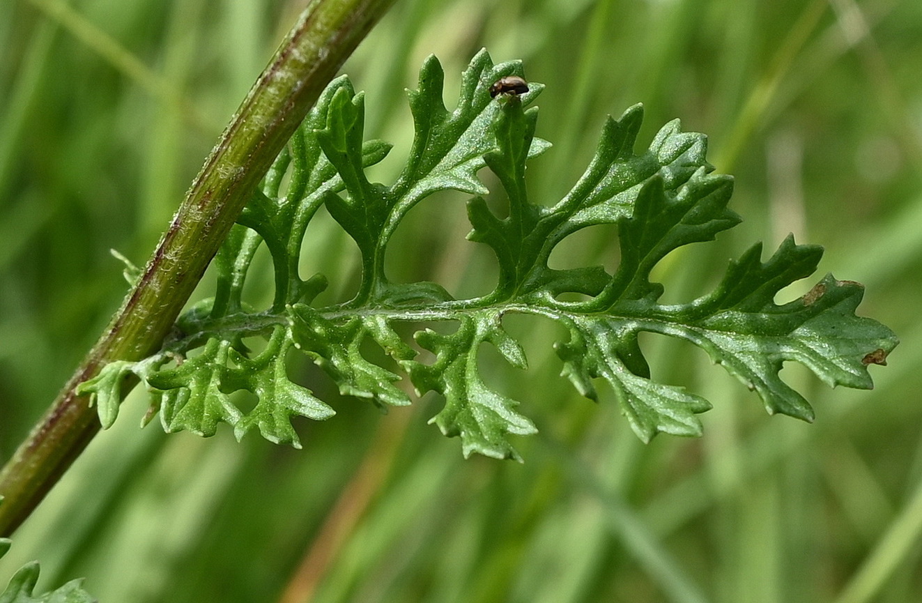 Image of genus Senecio specimen.