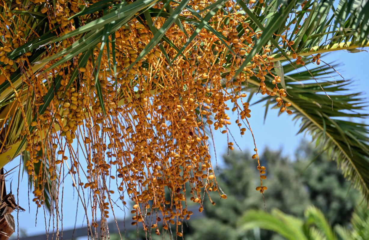 Изображение особи Phoenix canariensis.