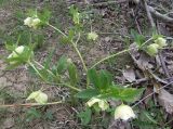 Helleborus caucasicus