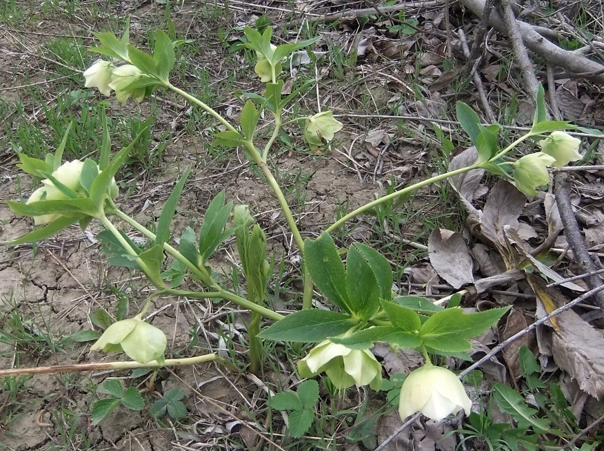 Image of Helleborus caucasicus specimen.