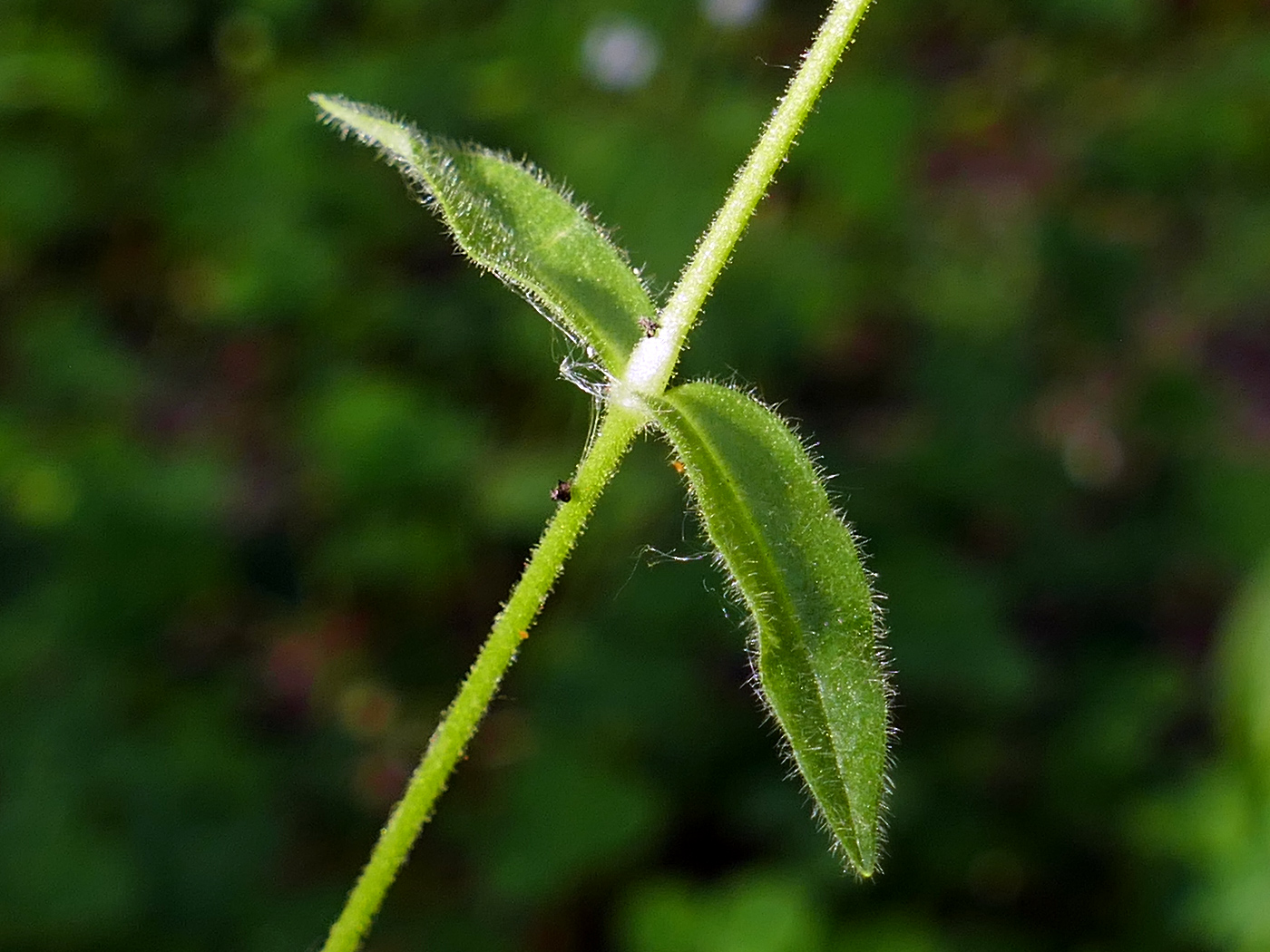 Image of Cerastium pauciflorum specimen.