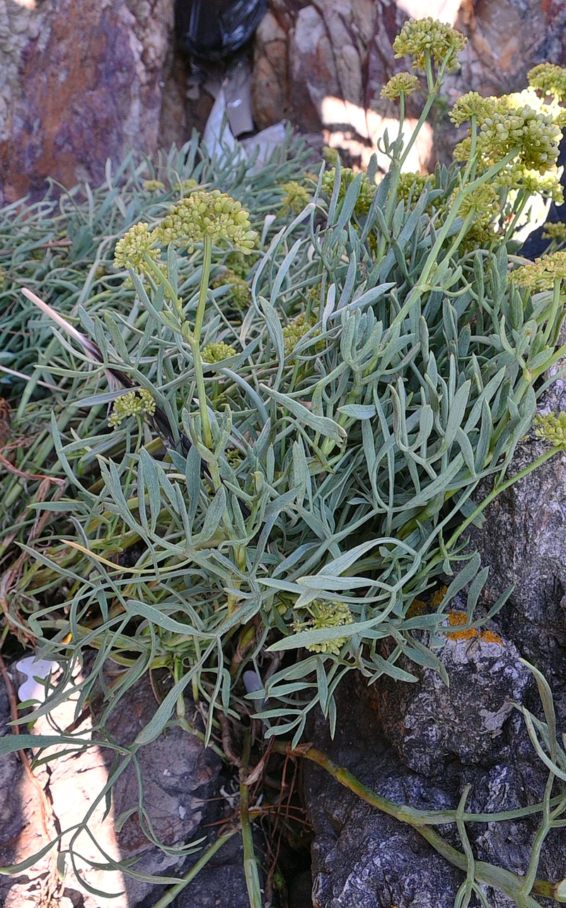 Изображение особи Crithmum maritimum.
