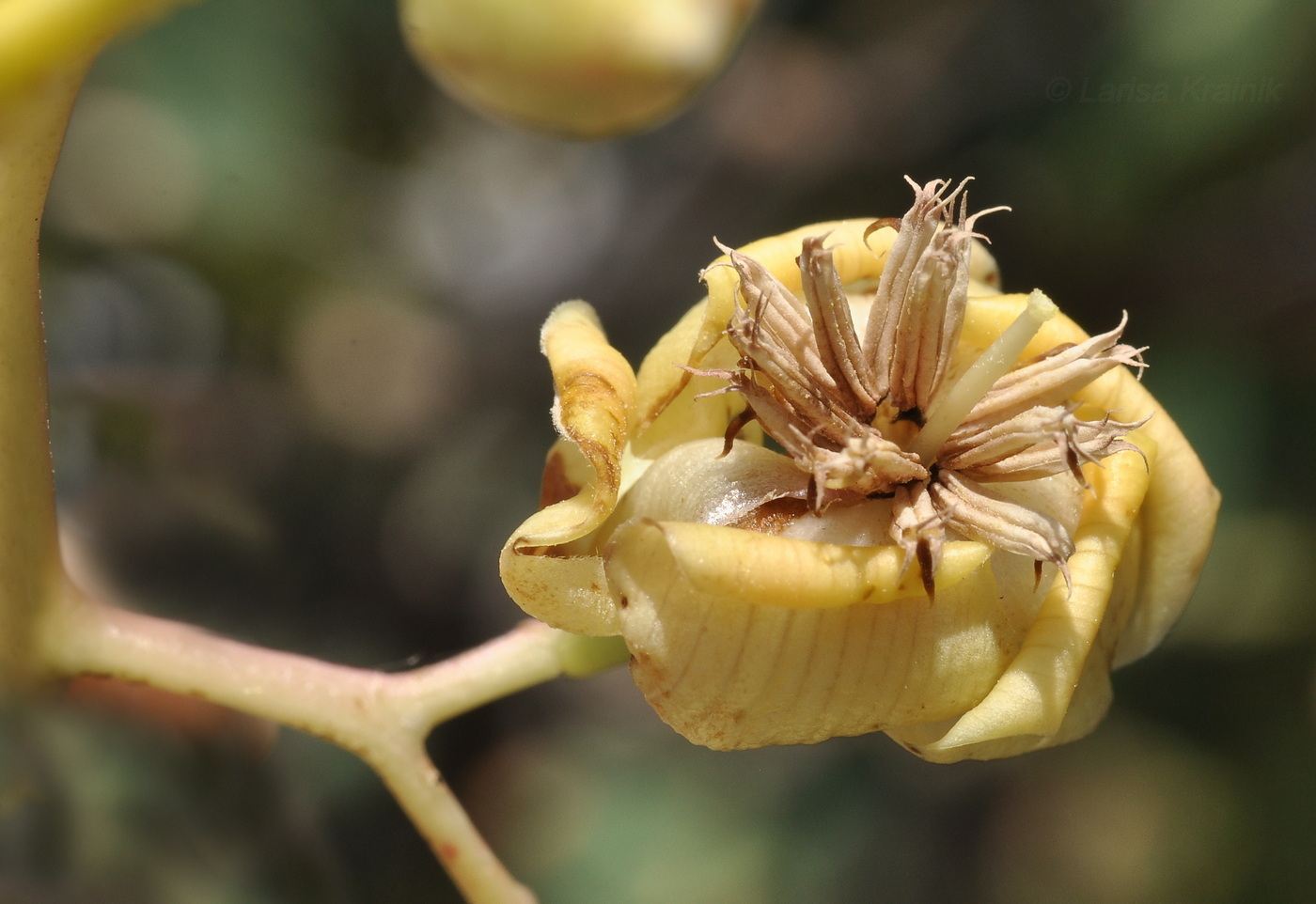 Image of Pentacme siamensis specimen.