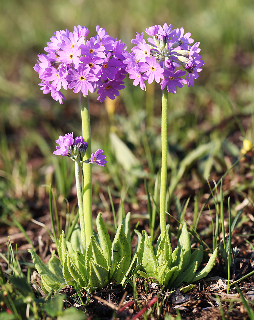 Image of Primula fistulosa specimen.