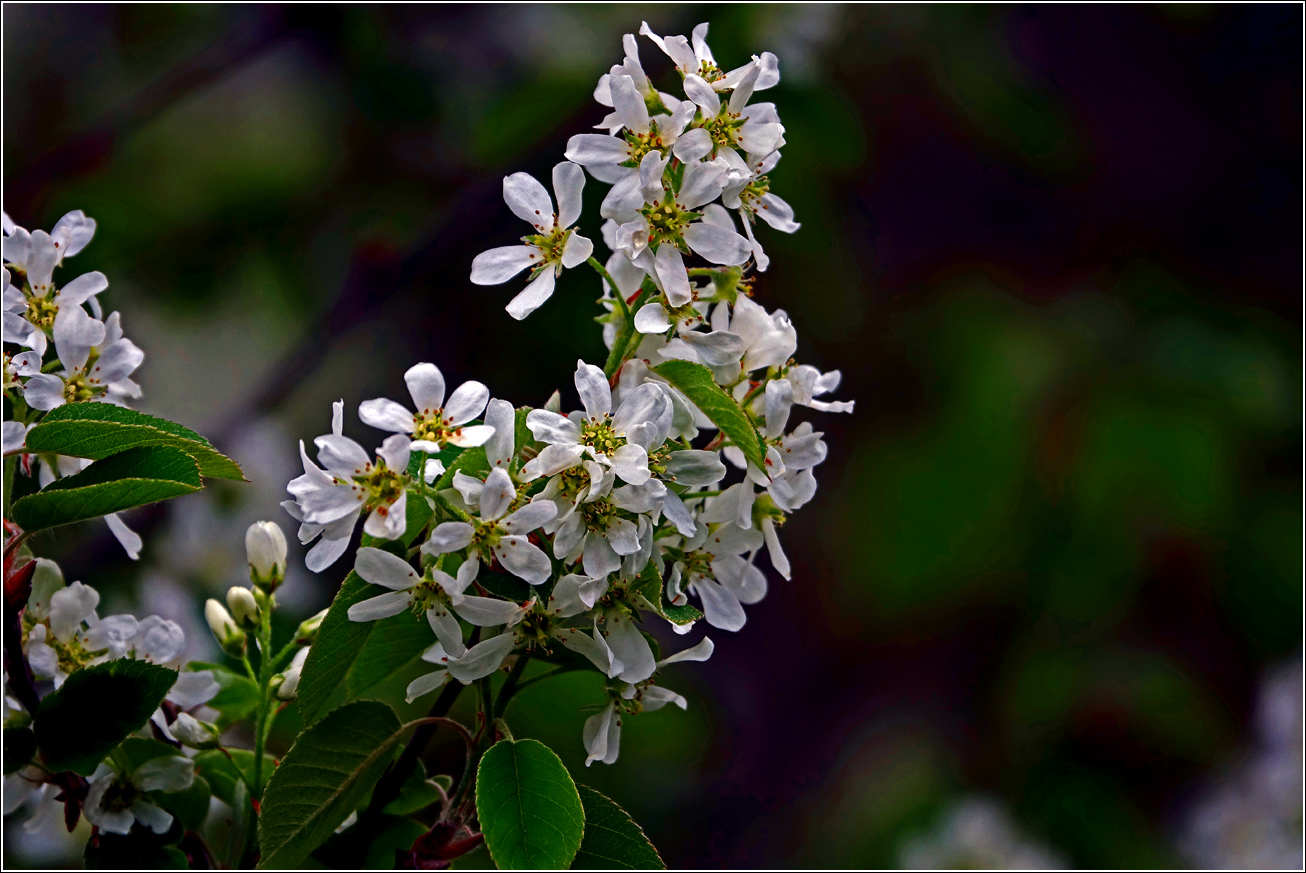 Изображение особи Amelanchier spicata.