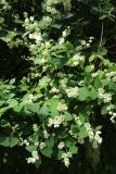 Philadelphus coronarius. Цветущие ветви. Санкт-Петербург, Кировский р-н, палисадник у дома, в культуре. 26.06.2026.