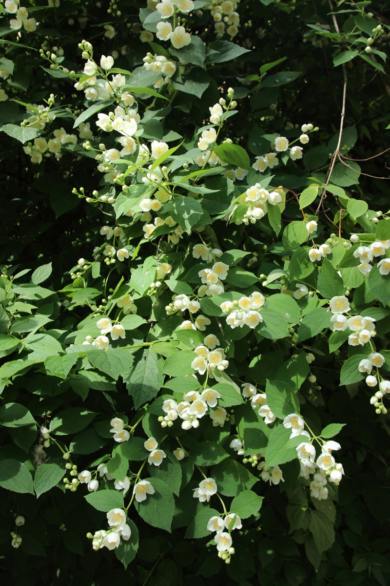 Изображение особи Philadelphus coronarius.
