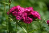 Dianthus barbatus. Соцветие. Московская обл., Раменский р-н, окр. дер. Хрипань, садовый участок. 16.06.2026.