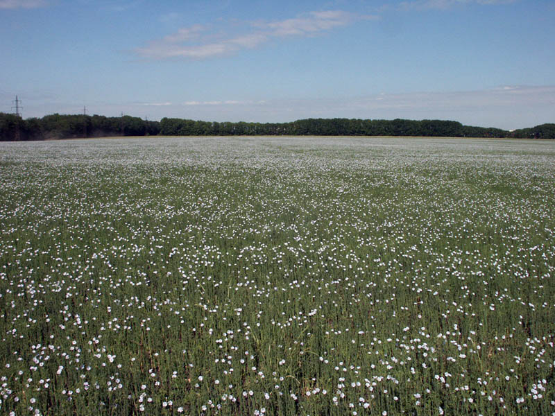 Image of Linum usitatissimum specimen.