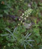 Reseda lutea. Верхушка цветущего растения. Грузия, край Самцхе-Джавахети, Ахалцихский муниципалитет, левый борт р. Цинубанисцкали, окр. горячего источника Цинубани. 9 июня 2026 г.