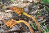 unknown species. Растения с развивающимися соцветиями. Грузия, край Самцхе-Джавахети, Ахалцихский муниципалитет, левый борт р. Цинубанисцкали, 1,8 км выше по течению от горячего источника Цинубани, гребень небольшого отрога, выс. 1155 м н.у.м., опушка перед дубовой рощей. 9 июня 2026 г.