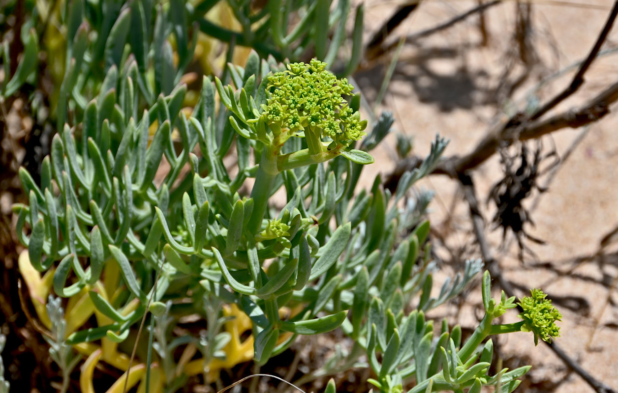 Изображение особи Crithmum maritimum.