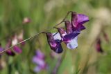Lathyrus palustris. Соцветие. Ленинградская обл., Ломоносовский р-н, окр. Шепелёвского маяка; п-ов Каравалдай, южная оконечность, берег Финского залива, приморский луг. 20.06.2026.