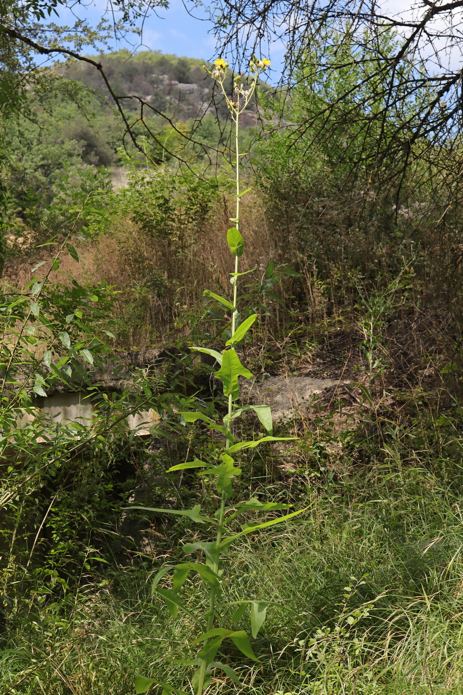 Изображение особи Sonchus palustris.