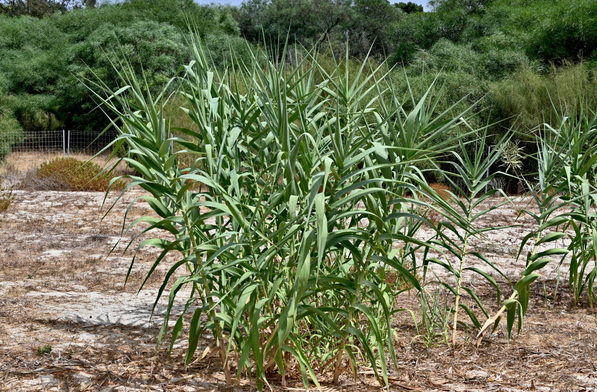 Изображение особи Arundo donax.