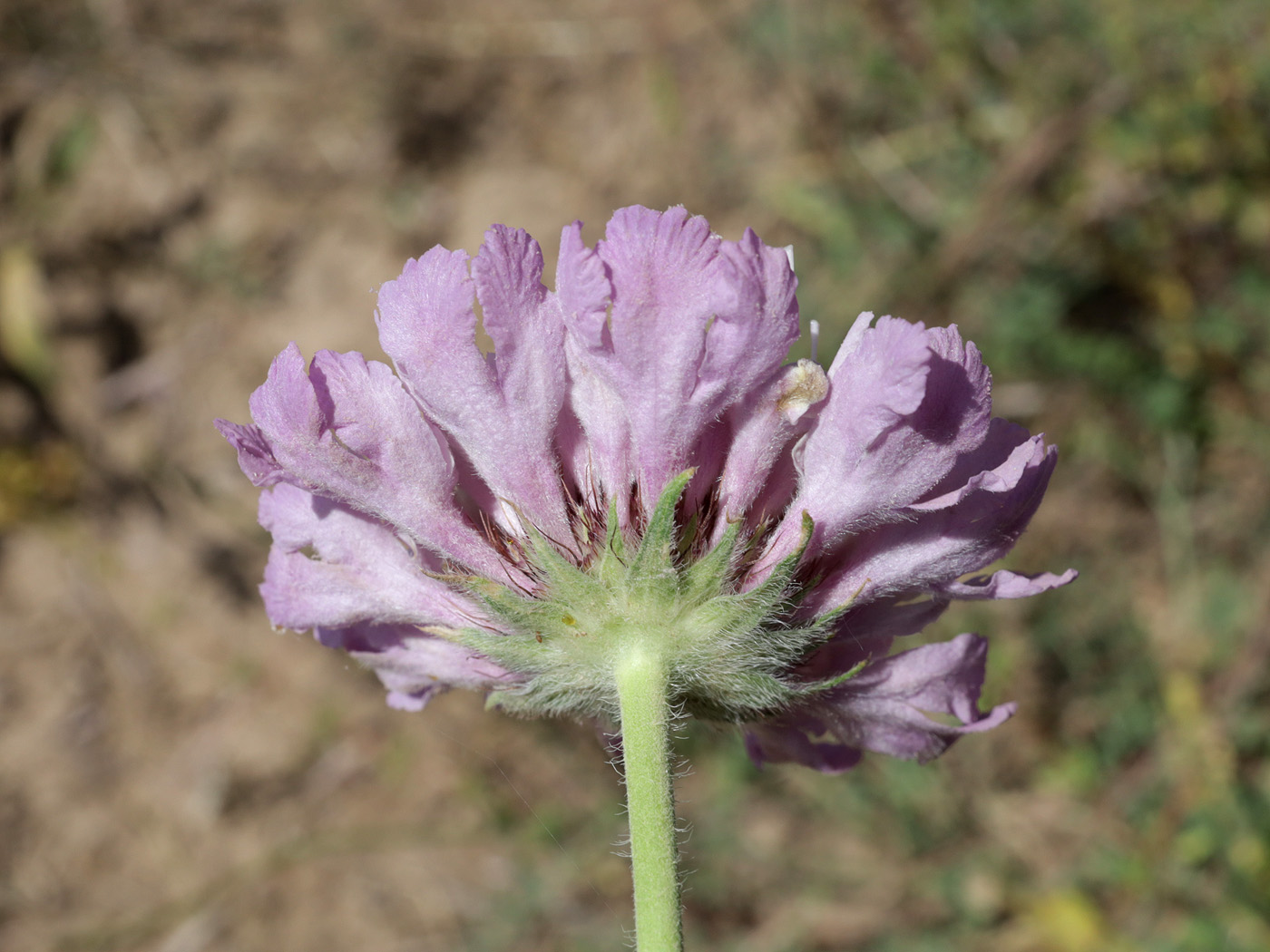 Image of genus Lomelosia specimen.