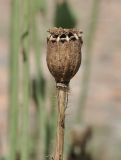 Papaver sokolovskajae. Зрелый плод. Приморье, о. Шкота, коса, каменистый берег моря. 27.06.2026.