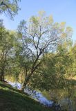 Salix × meyeriana. Старое цветущее дерево. Москва, Кузьминский парк, у Щучьего пруда. 11.05.2011.