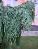Platycladus orientalis. Веточка. Краснодарский край, г. Краснодар, придомовое озеленение. 16.08.2026.