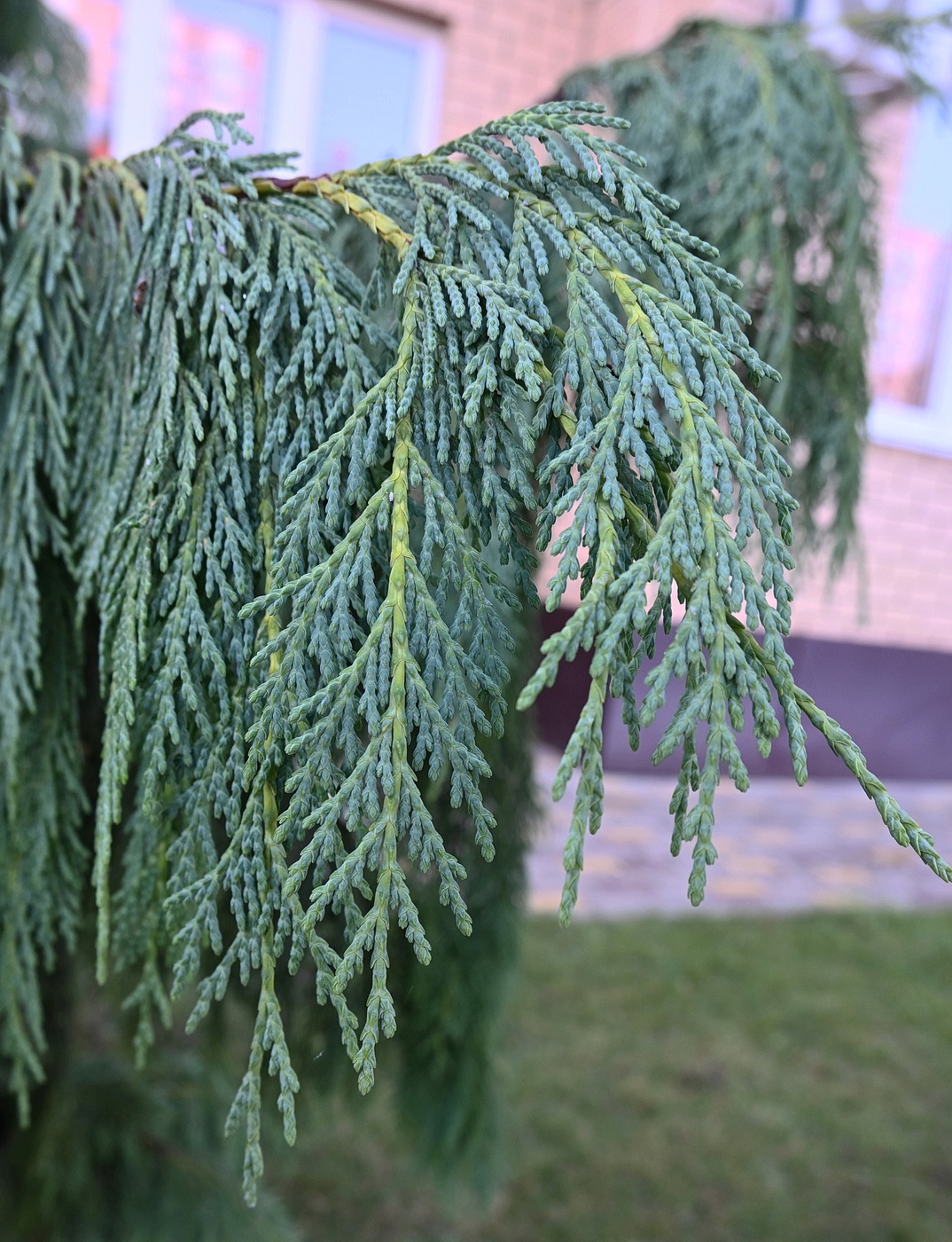 Image of Platycladus orientalis specimen.