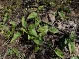 Campanula punctata. Вегетирующие растения. Хабаровский край, г. Комсомольск-на-Амуре, Силинский лесопарк, просека ЛЭП. 01.09.2026.