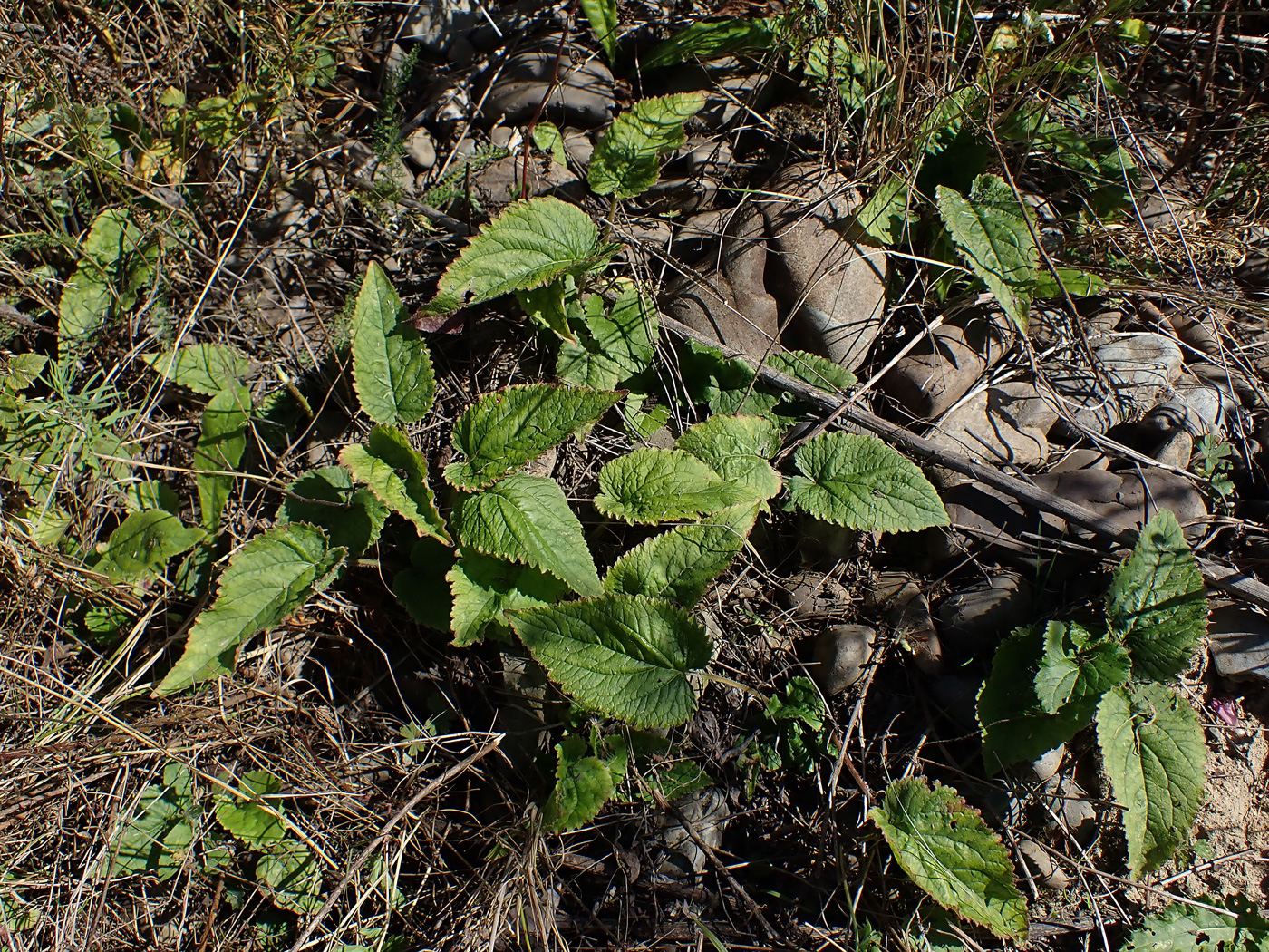 Image of Campanula punctata specimen.