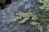 genus Aconogonon. Верхушка соцветия. Турция, ил Артвин, р-н Юсуфели, левый берег р. Бархал-Чайи над порогом, выс.1800 м н.у.м., скальная полка. 14 июня 2026 г.