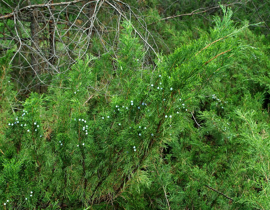 Image of Juniperus sabina specimen.