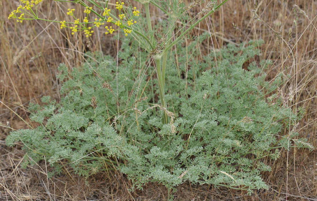 Image of Prangos odontalgica specimen.