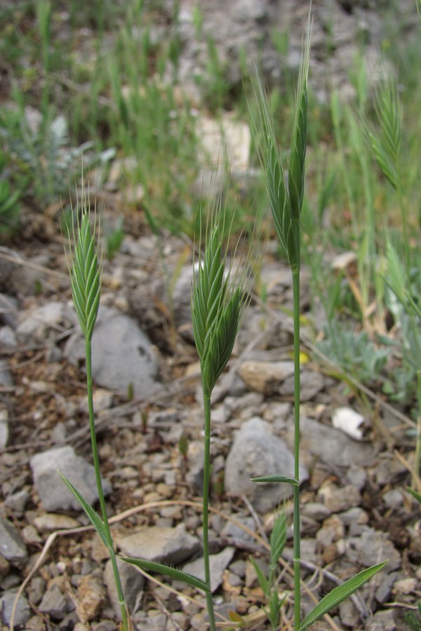 Image of Trachynia distachya specimen.