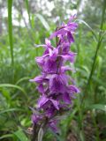 Dactylorhiza urvilleana