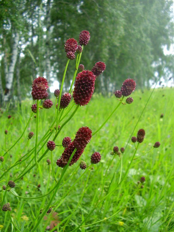 Изображение особи Sanguisorba officinalis.