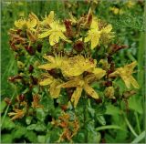 Hypericum maculatum