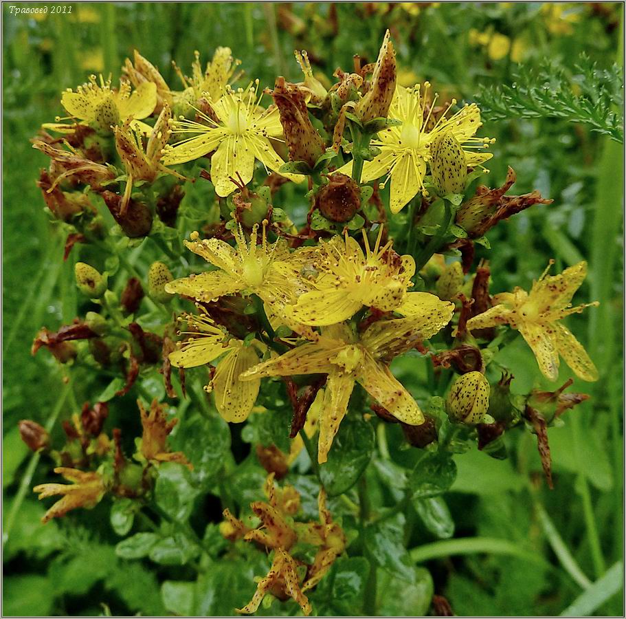 Изображение особи Hypericum maculatum.