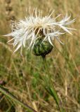 Centaurea apiculata. Соцветие. Крым, окр. с. Перевальное, урочище Аян. 17 июля 2011 г.