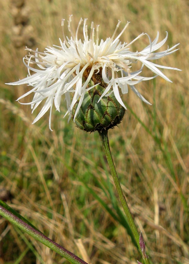 Image of Centaurea apiculata specimen.
