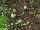 Juglans mandshurica. Опавшие плоды на лесной дороге. Приморский край, Лазовский р-н, Лазовский заповедник, кордон Карпадь, участок орехового леса. 19.08.2009.