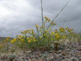 Bupleurum bicaule