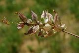 Astragalus megalomerus. Соплодие. Казахстан, Южно-Казахстанская обл., долина р. Боролдай. 03.05.2011.