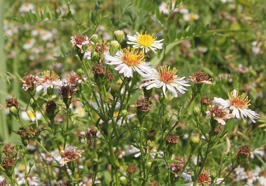 Image of Symphyotrichum × salignum specimen.