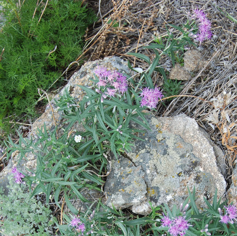 Изображение особи Saussurea salicifolia.