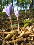 Crocus speciosus. Цветущие растения. Крым, Симферополь, Долгоруковская яйла. 23.09.2011.