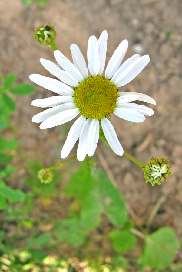 Изображение особи Tripleurospermum inodorum.