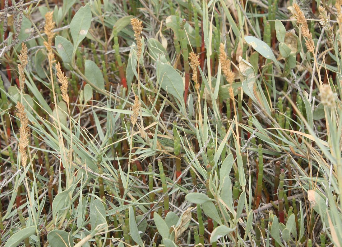 Image of Aeluropus littoralis specimen.