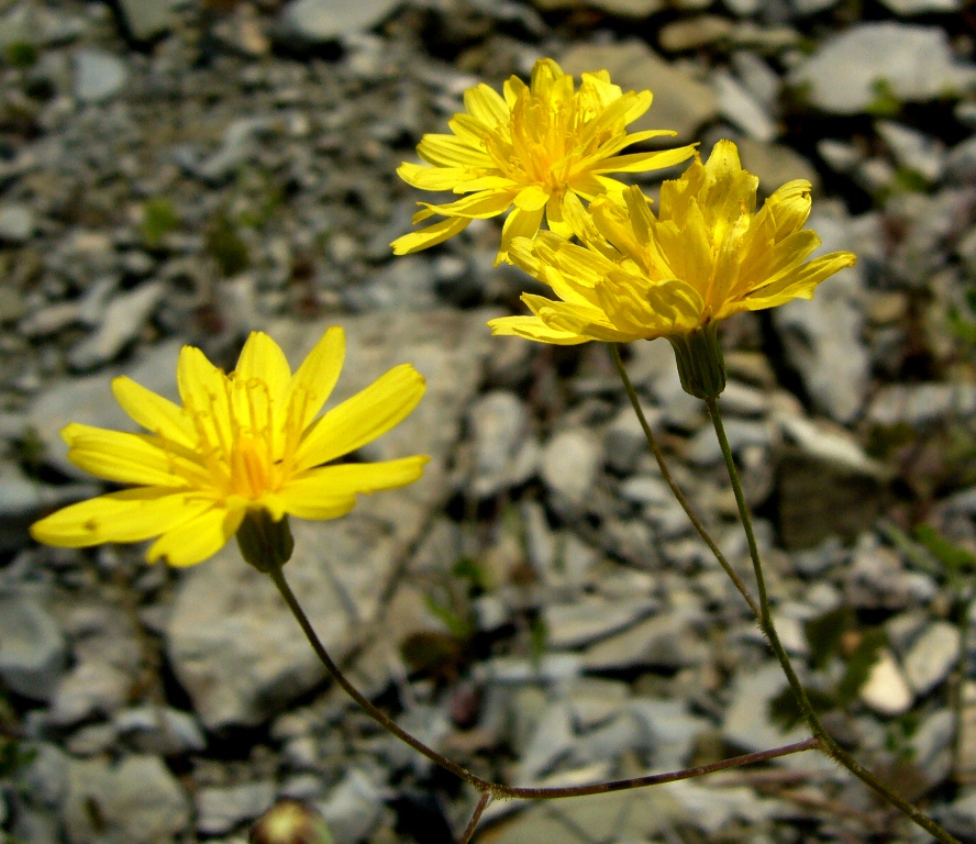 Image of Lagoseris obovata specimen.