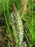 Carex aquatilis