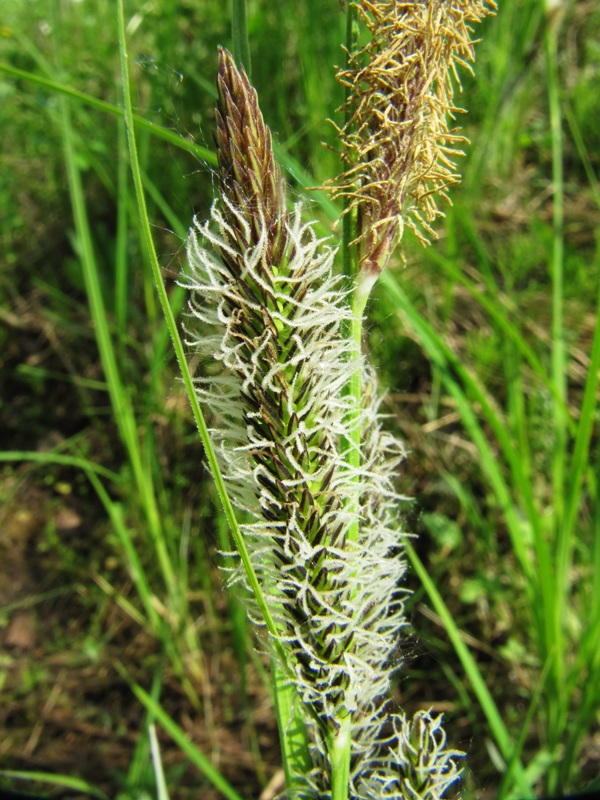 Изображение особи Carex aquatilis.