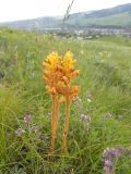 Orobanche subspecies xanthostigma